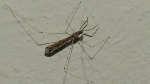 Réf. 330 199 : Empicoris rubromaculatus